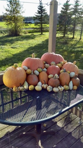 Kelly Larsen Profile