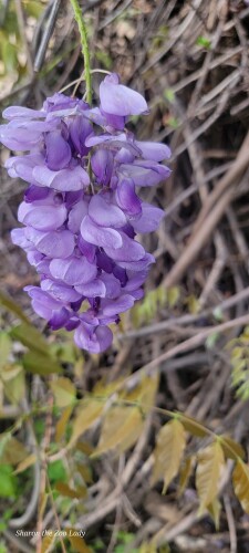 Sharon Martin Profile