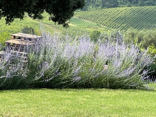 Angela Murphy Profile