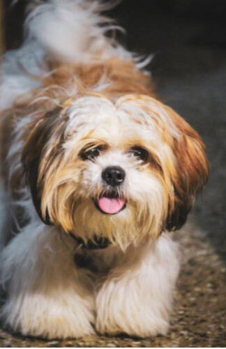 AROKIADOSS AROKIASAMY Profile