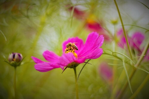 Jetzel Vergara Profile