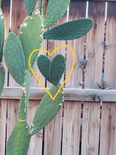 Elizabeth Marquez Profile