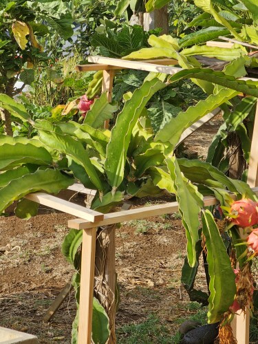 Pricilla Moore Profile