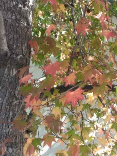 Nancy Chowchowchow Profile