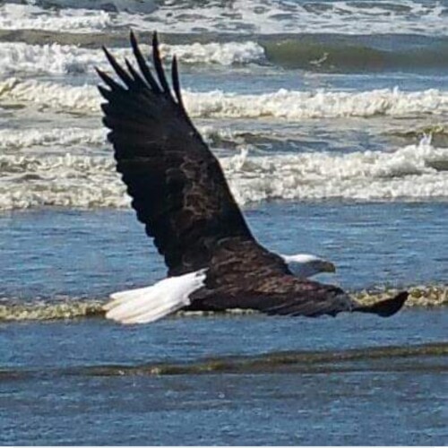 helen Smeland Profile