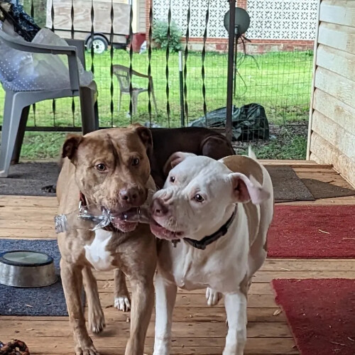 Patricia Massey Profile