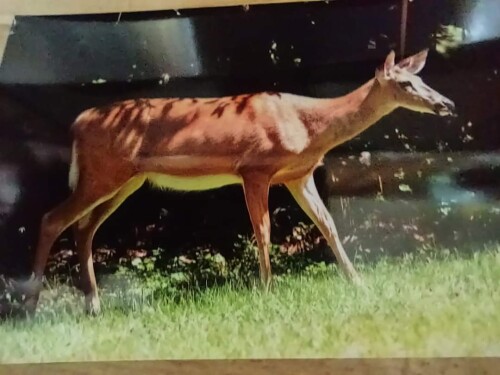 Lisa Chattin Profile