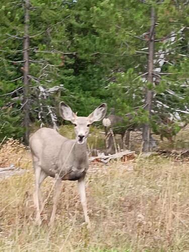 Cindy Martin Profile