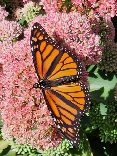 Cynthia Garrity Profile