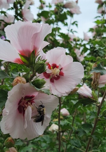 Martha Jimenez Profile