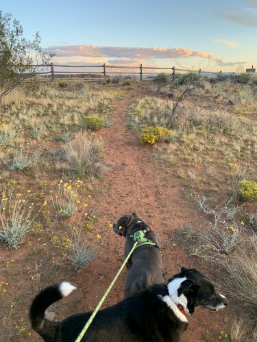 Angelle Petty Profile