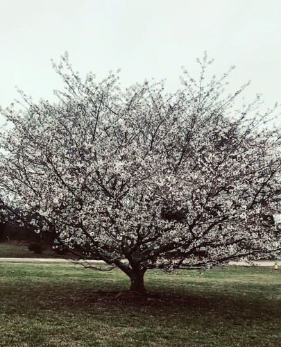 Diane Bailey Profile