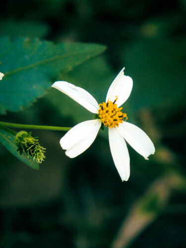 Delion Zeigler Profile