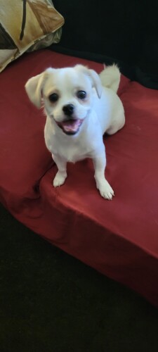 Bridgette Bowman Profile