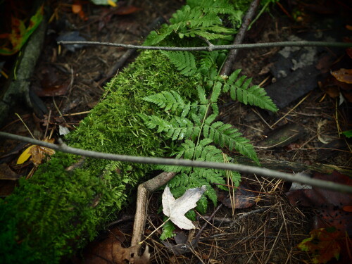 Sparkling Diamond Profile