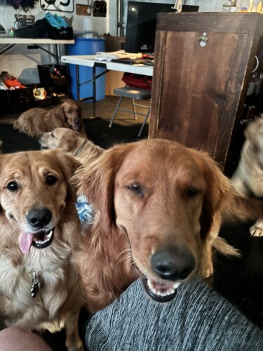 Rebecca Williams Profile